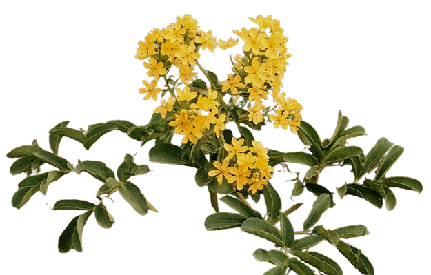 duzyaprakaslan.png (276 KB)