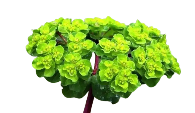 sutlegn.png (277 KB)